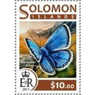 Polyommatus bellargus - Melanesia / Solomon Islands 2017 - 10