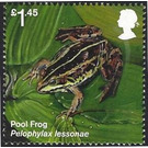 Pool Frog (Polophylax lessonae) - United Kingdom 2018 - 1.45