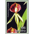 Prosthechea cochleata - South Africa / Lesotho 2007 - 6