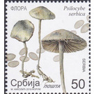 Psilocybe serbica - Serbia 2019 - 50