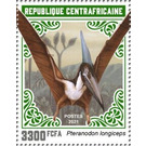 Pteranodon longiceps - Central Africa / Central African Republic 2021