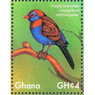 Purple Grenadier    Uraeginthus ianthinogaster - West Africa / Ghana 2017 - 4