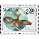 Pygmy Cormorant (Phalacrocorax pygmeus) - Bulgaria 2019 - 2