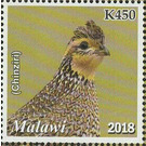 Quail (Chinziri) - East Africa / Malawi 2019 - 450