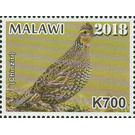 Quail (Chinziri) - East Africa / Malawi 2019 - 700