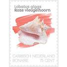 Queen Conch (Lobatus gigas) - Caribbean / Bonaire 2020 - 75