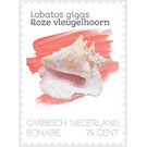 Queen Conch (Lobatus gigas) - Caribbean / Bonaire 2020 - 75