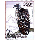 Rüppell's Vulture (Gyps rueppelli) - West Africa / Ivory Coast 2014 - 350