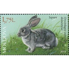 Rabbit - Moldova 2019 - 1.75