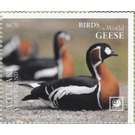 Red-Breasted Goose (Branta ruficollis) - Aitutaki 2020 - 6.70