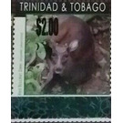 Red Brocket Deer (Mazama americana) - Caribbean / Trinidad and Tobago 2019 - 2