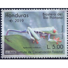 Red-Eyed Tree Frog (Agalychnis callidryas) - Central America / Honduras 2019 - 5