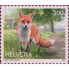 Red Fox (Vulpes vulpes) - Switzerland 2021 - 200