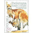 Red Kangaroo (Osphranter rufus) - Poland 2020 - 3.30