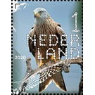 Red Kite (Milvus milvus) - Netherlands 2020 - 1