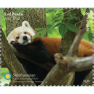 Red Panda (Ailurus fulgens) - Melanesia / Vanuatu 2021