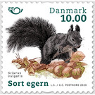 Red Squirrel (Sciurus vulgaris) - Denmark 2020 - 10