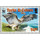 Red-tailed Hawk (Buteo jamaicensis) - Caribbean / Turks and Caicos Islands 2007 - 50