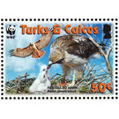 Red-tailed Hawk (Buteo jamaicensis) - Caribbean / Turks and Caicos Islands 2007 - 50