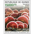 Reishi (Ganoderma lucidum) - West Africa / Guinea 2021