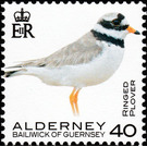 Ringed Plover - Alderney 2020 - 40