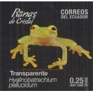 Rio Azuela Glass Frog (Hyalinobatrachium pellucidum) - South America / Ecuador 2019 - 0.25