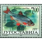 Roach (Rutilus rutilus) - Yugoslavia 2002 - 7
