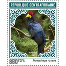 Ross's Turaco (Musophaga rossae) - Central Africa / Central African Republic 2021 - 850