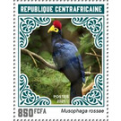 Ross's Turaco (Musophaga rossae) - Central Africa / Central African Republic 2021 - 850