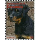 Rottweiler (Canis lupus familiaris) - Caribbean / Dominica 2013 - 5