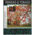 Royal poinciana tree - Caribbean / Trinidad and Tobago 2019 - 2