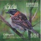 Rufous-collared Sparrow (Zonotrichia capensis) - South America / Ecuador 2019 - 0.25