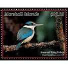 Sacred Kingfisher (Todiramphus sanctus) - Micronesia / Marshall Islands 2020 - 26.35