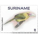 Saffron toucanet (Pteroglossus bailloni) - South America / Suriname 2021