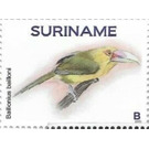 Saffron toucanet (Pteroglossus bailloni) - South America / Suriname 2021