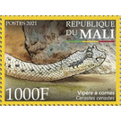 Saharan Horned Viper (Cerastes cerastes) - West Africa / Mali 2021