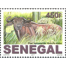 Savannah Buffalo (Syncerus nanus) - West Africa / Senegal 2017