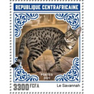 Savannah Cat - Central Africa / Central African Republic 2021