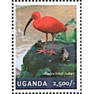 Scarlet Ibis (Eudocimus ruber) - East Africa / Uganda 2014