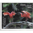 Scarlet Ibis (Eudocimus ruber) - Polynesia / Tonga 2020