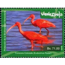 Scarlet Ibis (Eudocimus ruber) - South America / Venezuela 2016 - 71