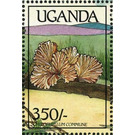 Schizophyllum commune - East Africa / Uganda 1989 - 350