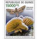 Schizophyllum commune - West Africa / Guinea 2021