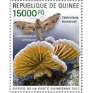 Schizophyllum commune - West Africa / Guinea 2021