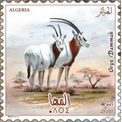 Scimitar-Horned Oryx (Oryx dammah) - North Africa / Algeria 2019 - 25