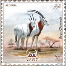 Scimitar-Horned Oryx (Oryx dammah) - North Africa / Algeria 2019 - 25