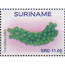 Sea Grape (Coccoloba uvifera) - South America / Suriname 2020 - 11