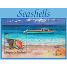 Seashells - Caribbean / Antigua and Barbuda 2020