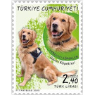 Security Dog, Golden Retriever (Canis lupus familiaris) - Turkey 2020 - 2.40