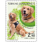 Security Dog, Golden Retriever (Canis lupus familiaris) - Turkey 2020 - 2.40